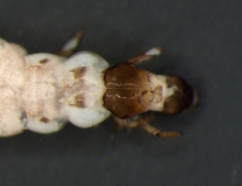 Agapetus ochripes